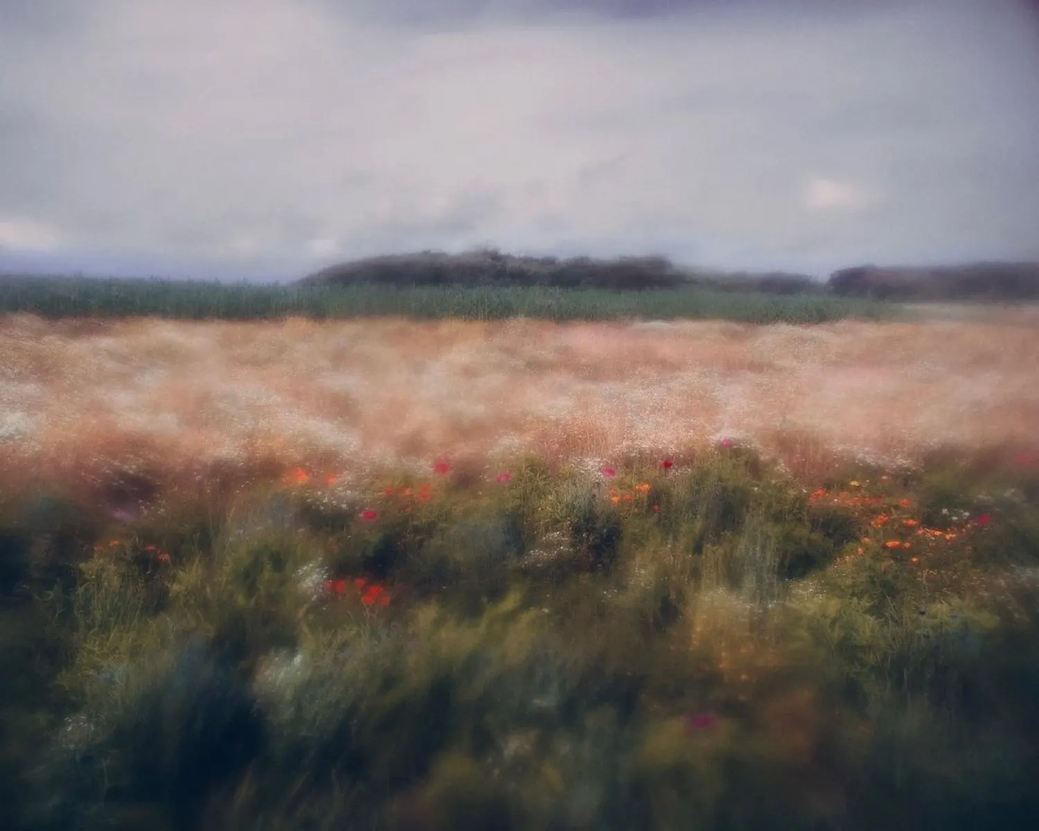 Soft-focus field landscape with wildflowers under a cloudy sky